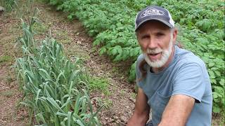 6 Top Survival Gardening Crops Global Food Shortages  Crops You MUST Grow [upl. by Dumanian]