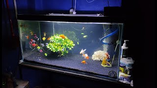 Our Aquarium With Coral And Artificial Tree Its A Challenge  How many days can I make them alive [upl. by Ieso]