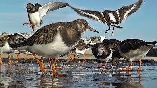 Videos for Cats to Watch  Turnstone Birds [upl. by Aikemit]