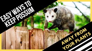 How To Keep Possums Away From Your Plants  Easiest Ways [upl. by Mariele]