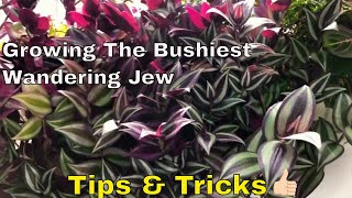 Bushiest Wandering Jew Tips amp Tricks  Wandering Jew Care  Tradescantia Care  Bubbles of Green [upl. by Miculek343]