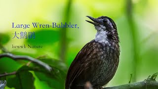 a rare  beautiful WrenBabbler of Malaysia Large WrenBabbler 大鹪鹛 FULL HD [upl. by Eerihs]