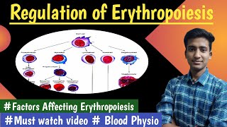 Erythropoiesis Regulation Blood PhysiologyLectures MBBS  in hindi Ashish [upl. by Raual62]