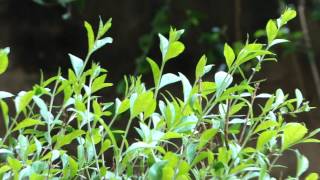 Life Saving Medicinal Plants from Pankaj Oudhias Medicinal Plant Database8354 [upl. by Tasiana]