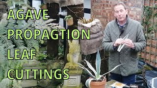 Agave Americana Variegata  Propagation by Leaf Cuttings  GARDENING HINTS AND TIPS VARIAGATED AGAVE [upl. by Karlise]