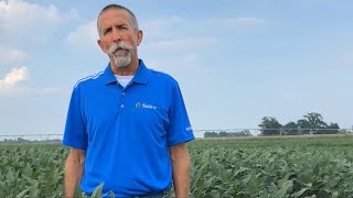 Understanding Sudden Death Syndrome in Soybeans with Dale Ireland PhD [upl. by Kerr]