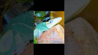 HAVE YOU EVER SEEN A PIED ANOLE BEFORE pets reptiles anole [upl. by Ahsikahs]