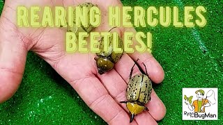 The Ultimate Guide to Rearing Hercules Beetles How to Raise Hercules Beetles [upl. by Critchfield]