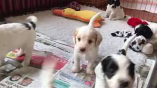 4 week old Cockapoo puppies playing [upl. by Idyh947]