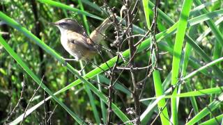 Moustached Warbler  Acrocephalus melanopogon [upl. by Eisaj838]