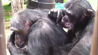 Chimpanzee grooming up close [upl. by Luca]