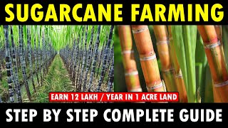 SUGARCANE FARMING  SUGARCANE CULTIVATION  Sugarcane Planting Care Harvesting Guide [upl. by Nyliret817]