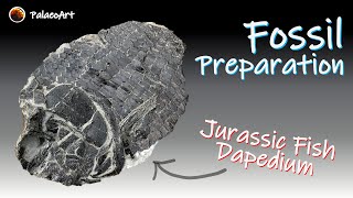 Fossil preparation  Jurassic Dapedium fish from Lyme Regis 200 million years old [upl. by Bearnard]