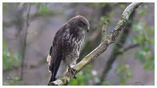 Buizerd Nikon Z8 NIKKOR Z 600mm f63 VR S [upl. by Yenaj]