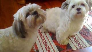 Singing Lhasa Apso [upl. by Mulford]