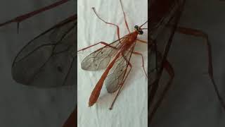 Ichneumon wasp fly kit ptanga kida garmi barish Bhagyalakshmi new episode [upl. by Abijah]