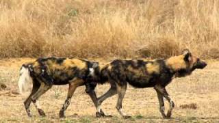 MalaMala  Wild Dogs mating [upl. by Fife]