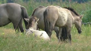 DZIKIE KONIE Z ROZTOCZAŃSKIEGO PARKU NARODOWEGO  WILD HORSES FROM ROZTOCZE NATIONAL PARK [upl. by Carol-Jean]