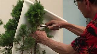 How to Prune a Picea Group [upl. by Hopper]