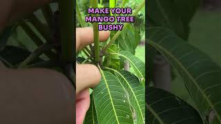 ☘️Top your mango tree to get more mangoes mangoes mangotrees fruittrees tropicalfruittrees [upl. by Salomo]