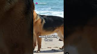 German Shephards one earths fiercest dogs shorts animals wildlife dogs [upl. by Illene]