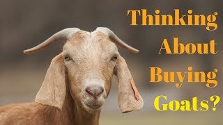 Things You Need To Know BEFORE Getting Goats [upl. by Lenahtan982]