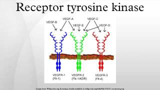 Receptor tyrosine kinase [upl. by Attennhoj610]