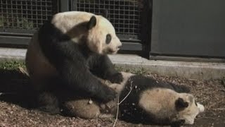 Night vision footage of panda birth in Japan [upl. by Hcurab]