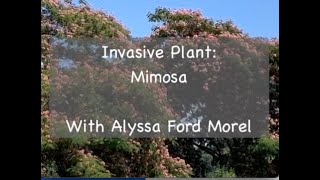 Invasive Plant Mimosa [upl. by Acinahs429]