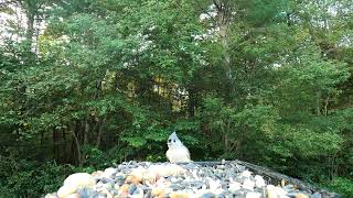 Titmice Nuthatch Chickadee [upl. by Callie]