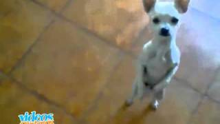 Perro bailando flamenco VideosChistososNet [upl. by Eustasius]