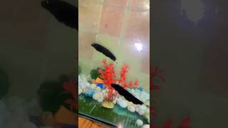 Black Ghost fish fish guppy fishtank aquariumfishfish guppypound like ghostfish beta molly [upl. by Dearborn]