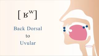 ʁʷ  voiced labialized dorsal uvular non sibilant fricative [upl. by Eniak]