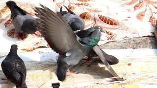 Pigeon Birds Fighting for Food  Morning Birds Video [upl. by Handler]