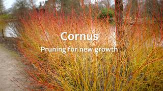 How to prune a Cornus to promote new growth  Grow at Home  Royal Horticultural Society [upl. by Rehpretsirhc403]