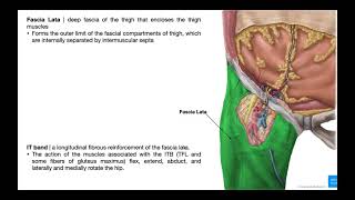 The Tensor Fascia Lata EXPLAINED [upl. by Nahtam]