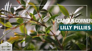 How To Plant Grow And Care for Lilly Pillies  Bunnings Warehouse [upl. by Mansfield]