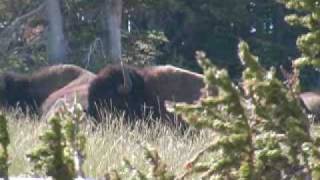 Eric Stanosheck Montana Bison Hunt  Crow Indian Reservation August 2008 [upl. by Bonner]