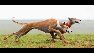 Greyhound Racing  Greyhound vs whippet [upl. by Orabel]