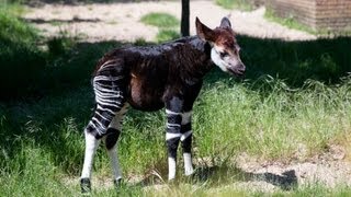 Baby Okapi starts to explore [upl. by Ahsenrac]