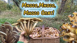 Грибной Экстрим За Опятами в реку Грибнику и дождь не помеха Armillaria Mellea  Осенний Опёнок [upl. by Machos]