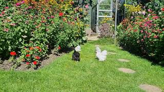 Pekin Bantams Chickens Lavender Pekin Bantam Chickens [upl. by Torbart]