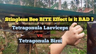 Stingless Bee BITE EffectTetragonula Laeviceps vs Tetragonula Biroi [upl. by Labanna]