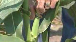 Pollination Methods Corn [upl. by Lebanna]