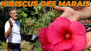 UNE TOUCHE DE FOLIE AVEC LES HIBISCUS DES MARAIS  Que Faire Dans Mon Jardin  Semaine 23 [upl. by Mareah]