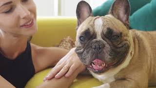 Discovering the French Bulldog Biggest Problems A Guide to this Charming Breed [upl. by Yendor]