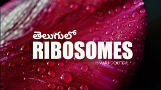 Ribosomes in Telugu [upl. by Frick63]