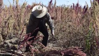 Producción de amaranto en la Ciudad de México [upl. by Miharba]