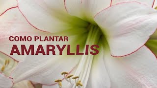 COMO PLANTAR AMARYLLIS [upl. by Aehtna]