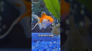 Le POISSON ROUGE  partie1 Quel poisson pour quel litrage Vidéo complète sur notre chaîne YouTube [upl. by Eniamreg890]